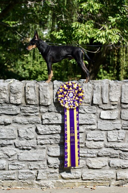 Black and tan dog standing on a stone wall with a purple and yellow award ribbon.