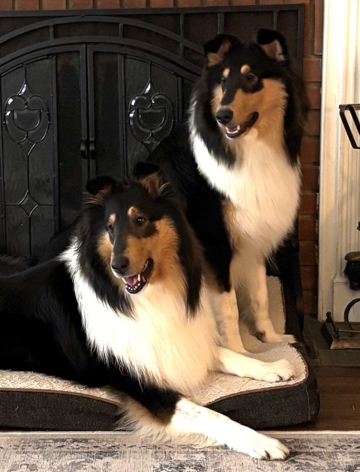 Two tri-color collies with long fur sit on a dog bed in front of a fireplace.