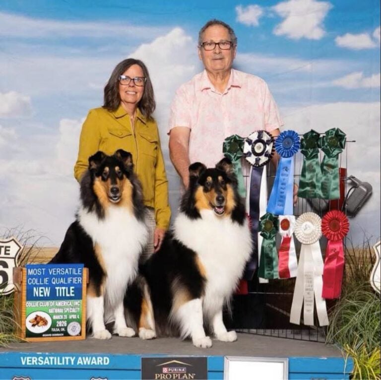 Two collies with a couple and many ribbons.