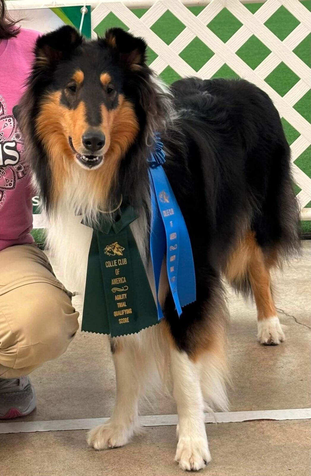 Tricolor Rough Collie wearing green and blue ribbons from an agility trial.