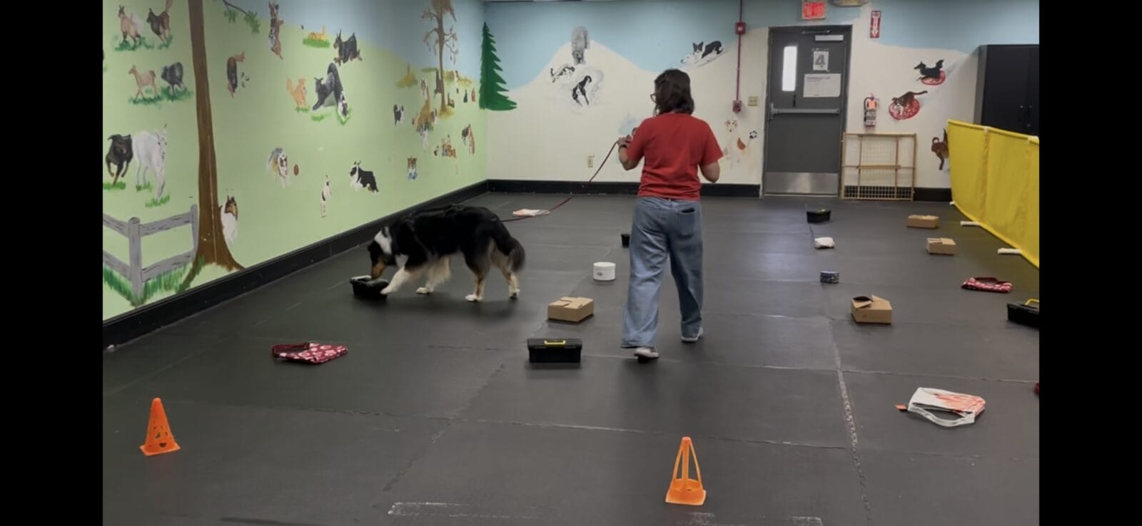 Dog sniffing around obstacles with a person on a leash in a room with dog murals.