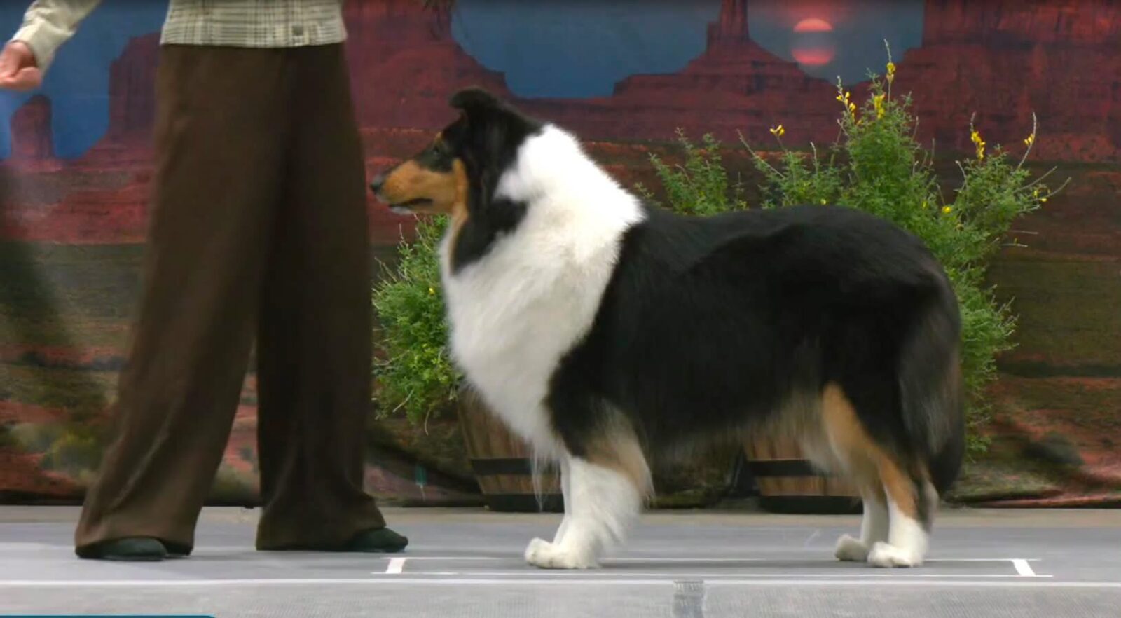 Tricolor Collie dog standing next to a person in brown pants.
