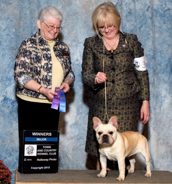 AKC French Bulldog