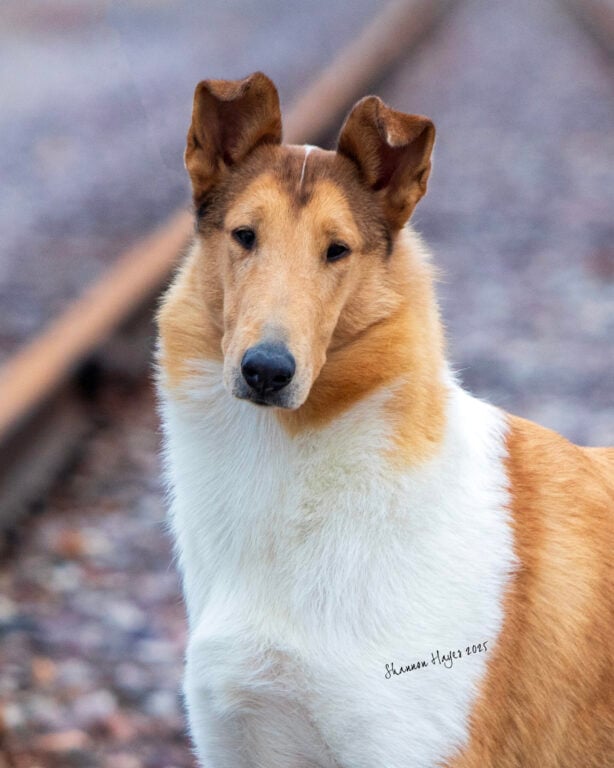 A collie with a smooth coat stands alert on a gravel path, with train tracks blurred in the background.