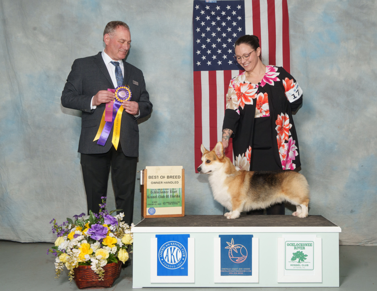 A corgi stands proudly on a podium, receiving a "Best of Breed" award from a judge, with an American flag backdrop.