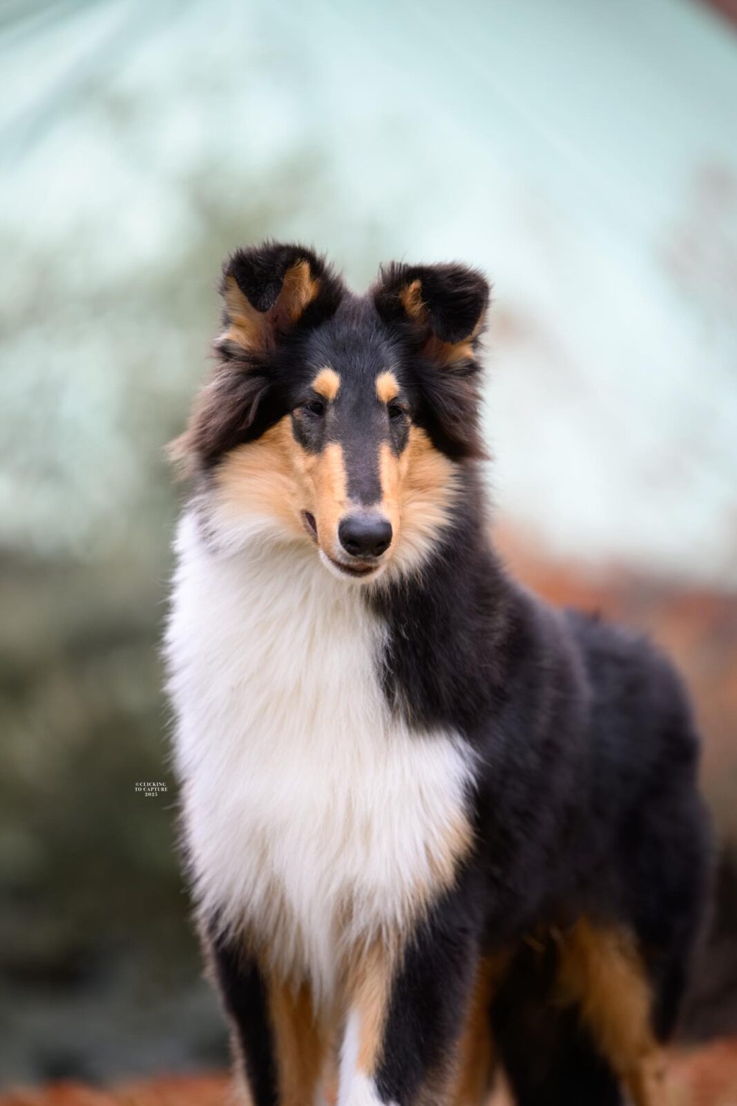 A collie with a tri-color coat stands alert, showcasing its fluffy white chest and expressive face against a blurred background.