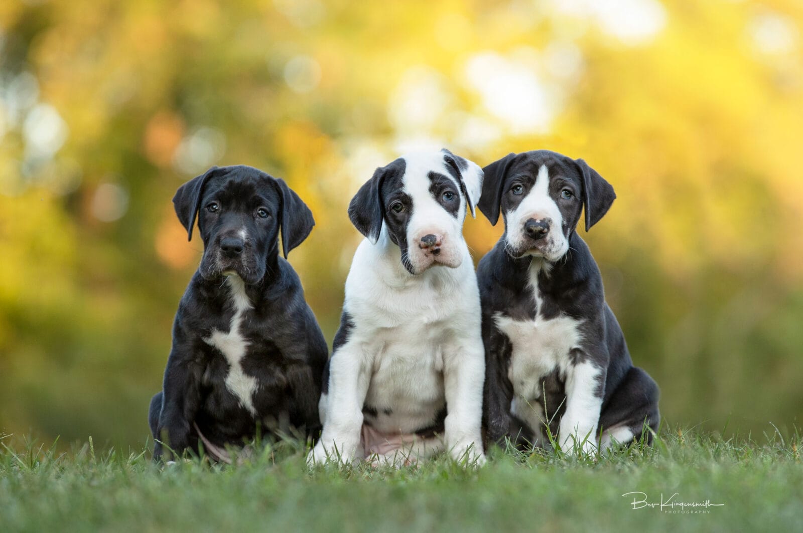 Bev Klingensmith Photography-A44I6804w