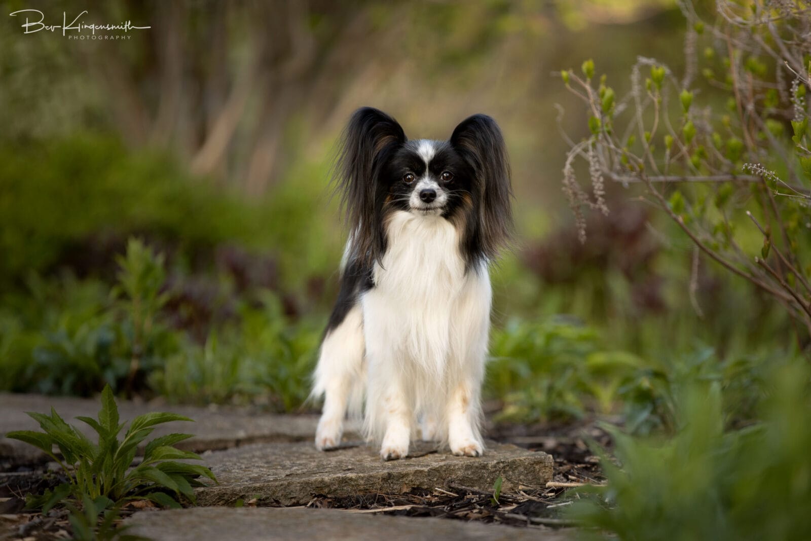Bev Klingensmith Photography-A44I7099w