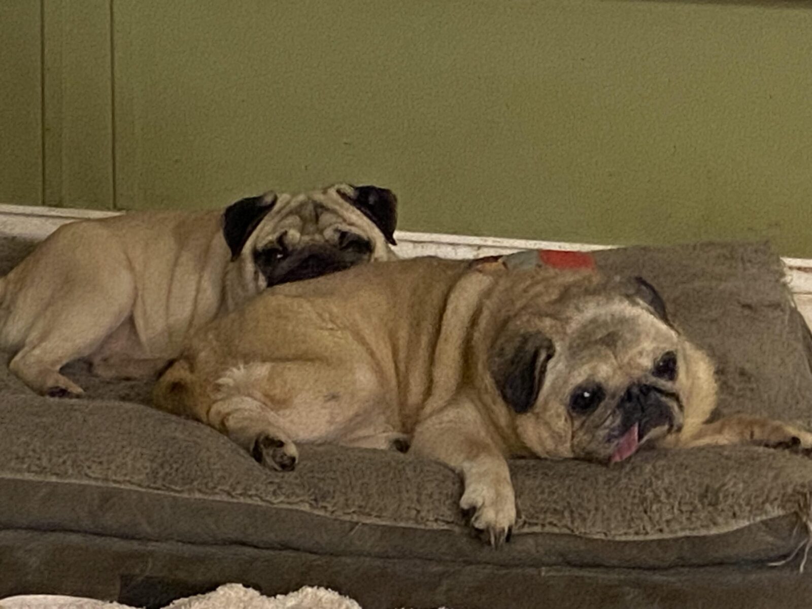 Two pugs lounging together on a cozy dog bed, one resting its head on the other's back.