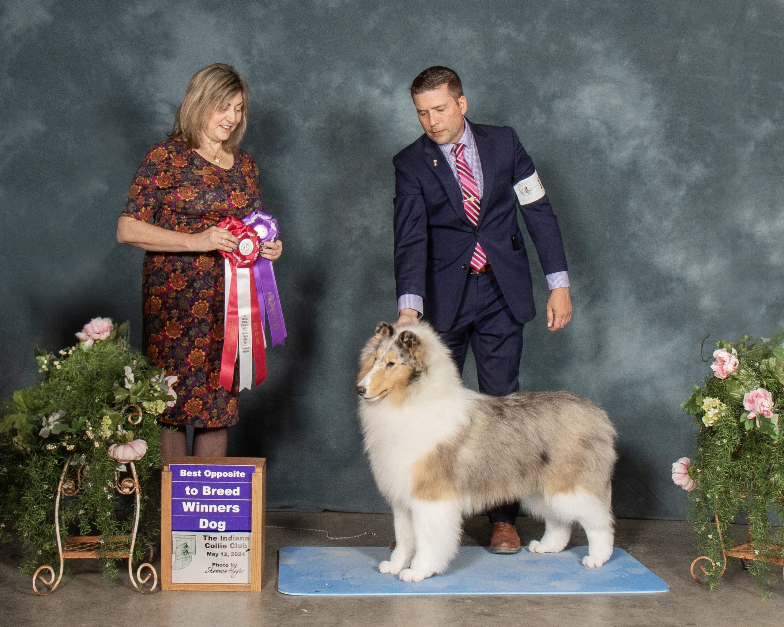Ch. Wyndlair Titanium | Rough Collie Stud Dog
