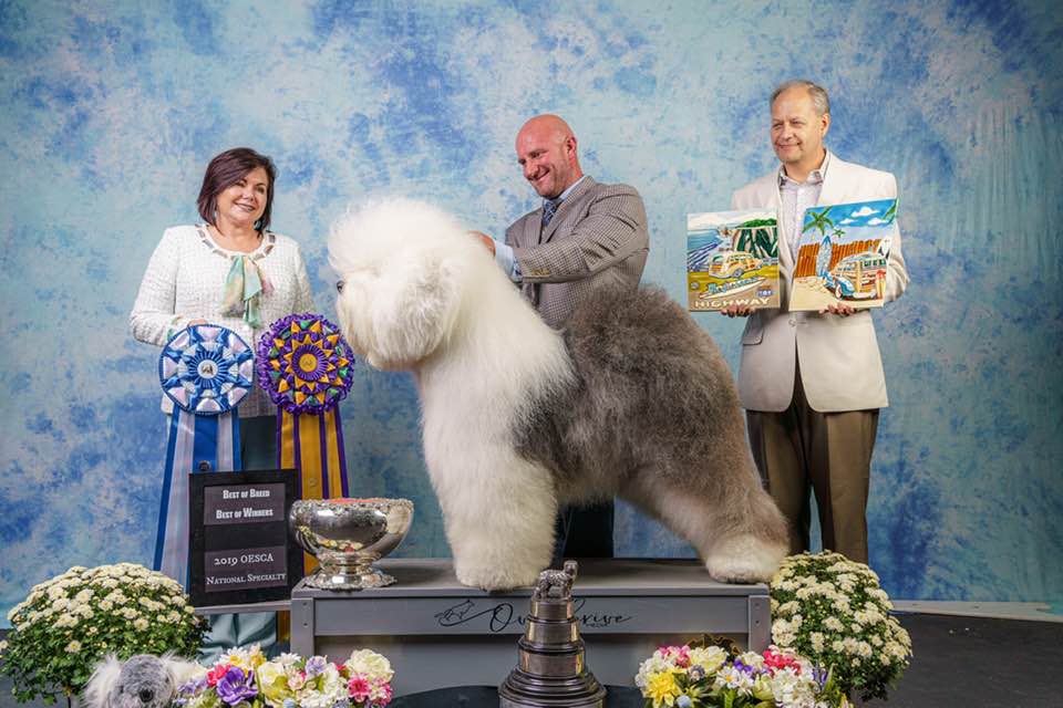 Bugaboo Old English Sheepdog - Colton Johnson