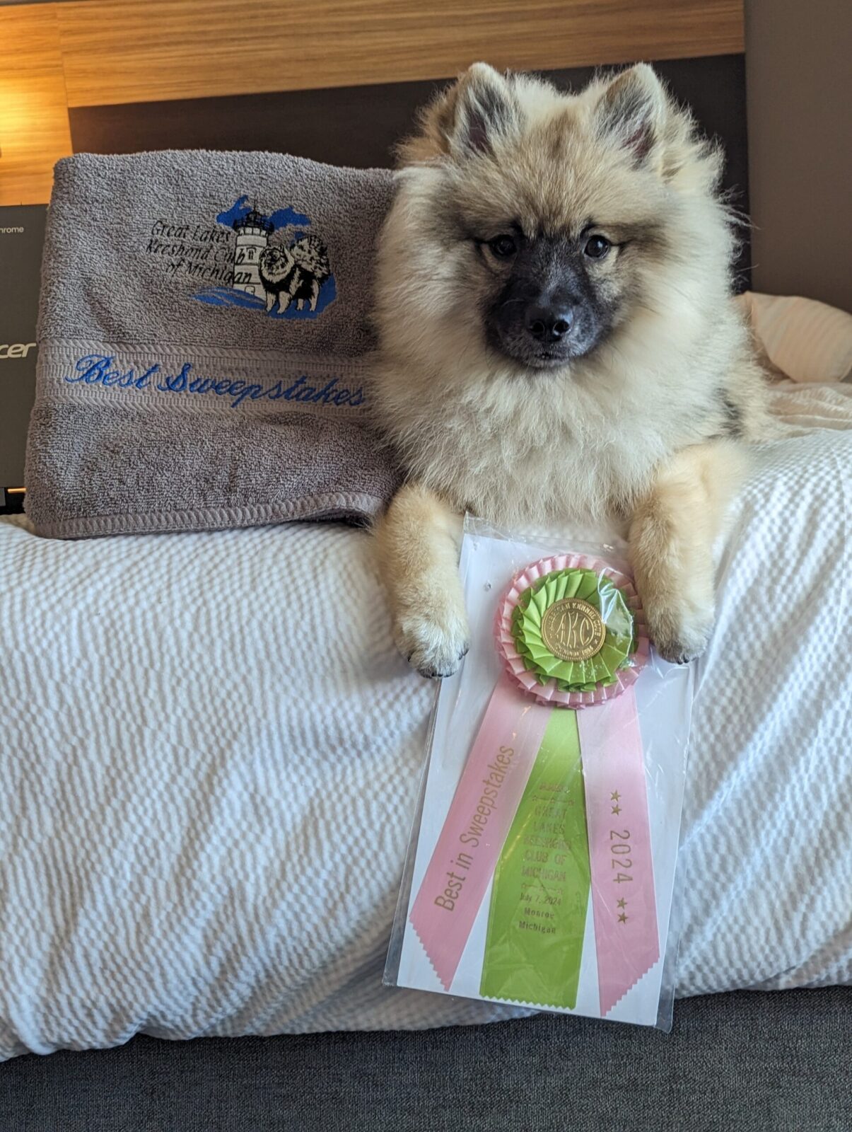 Fluffy dog beside a towel and a ribbon award for "Best in Sweepstakes" from 2024, resting on a bed.