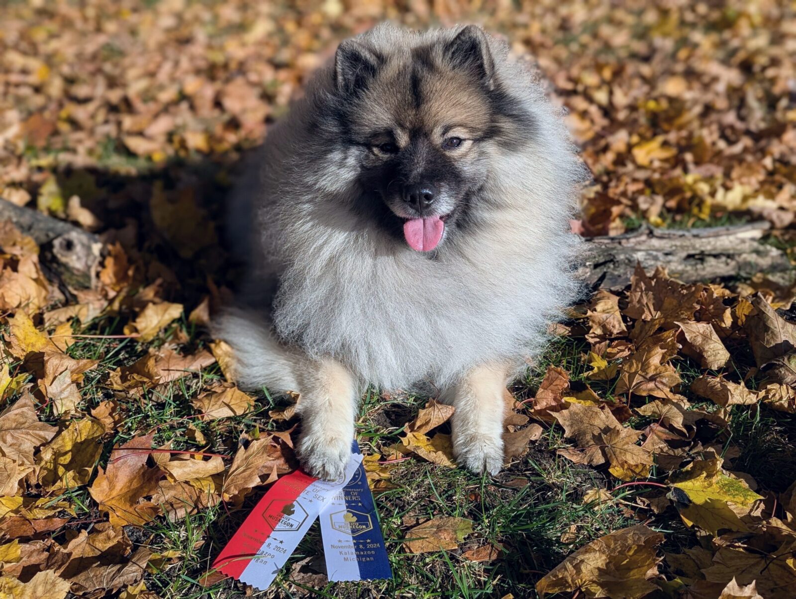 Fluffy dog sitting on colorful autumn leaves, proudly displaying two award ribbons beside its paws.