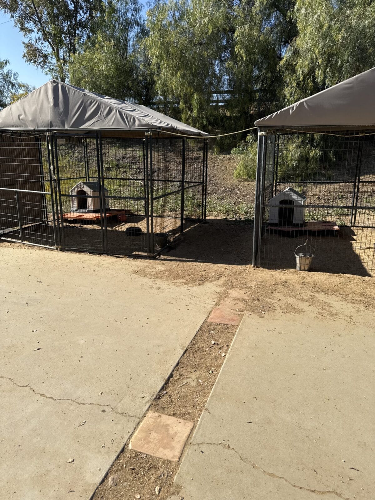Bacchanal-Dachshunds-Kennels-1