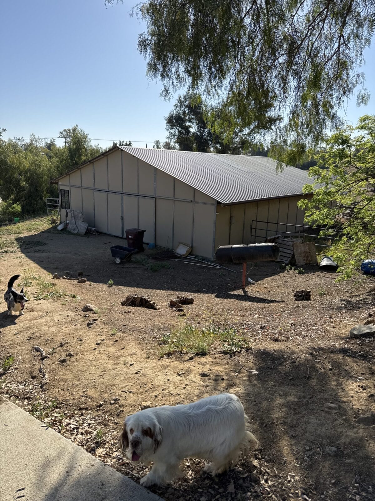 Bacchanal-Dachshunds-Kennels-4