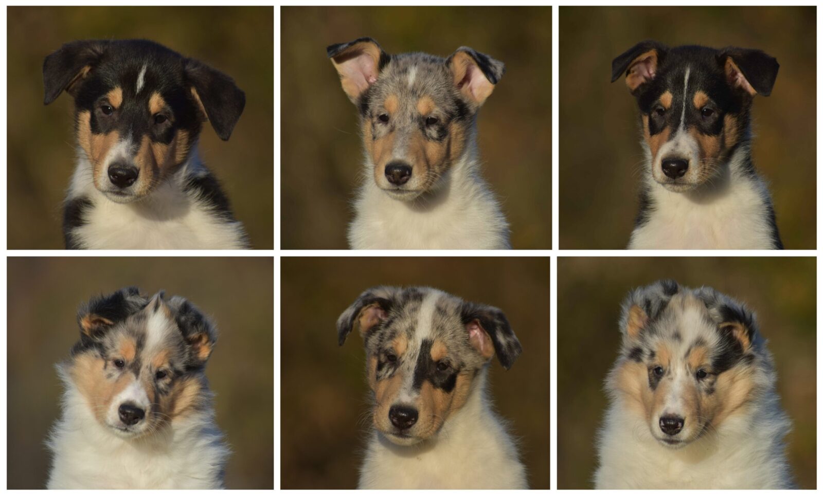 Six adorable collie puppies with varying coat patterns and expressions, set against a soft, blurred background.