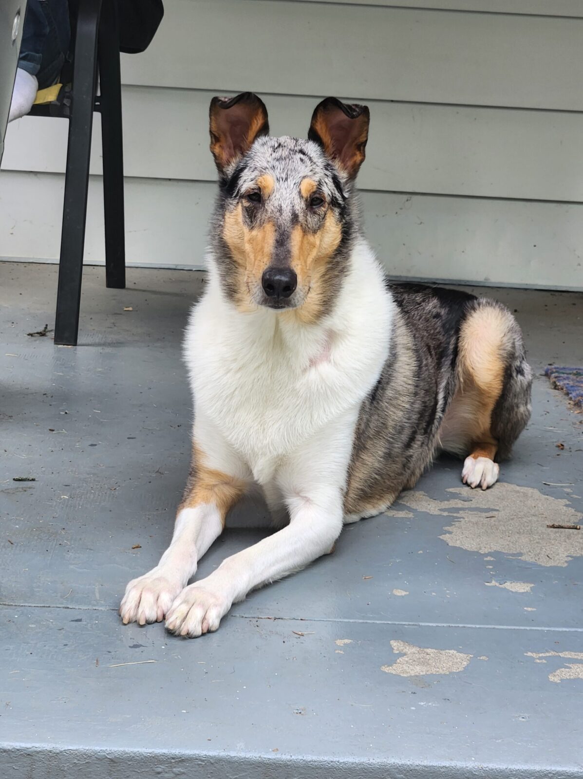 A collie with a merle coat lies calmly on a porch, gazing directly at the camera with alert ears.