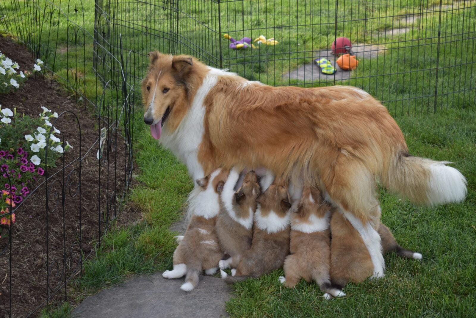 A collie mother nurses her five adorable puppies in a grassy yard, surrounded by flowers and colorful toys.