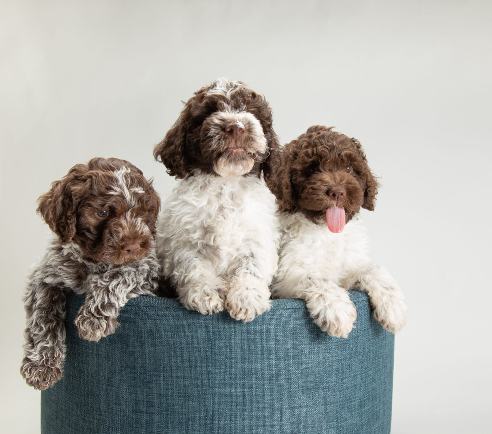 Crescendo Lagotto Romagnolo-Easter-Pups-117-of-128