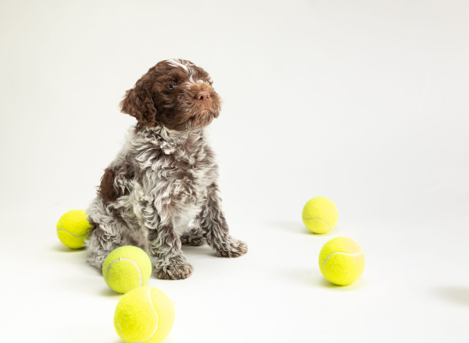 Crescendo Lagotto Romagnolo-Easter-Pups-73-of-128