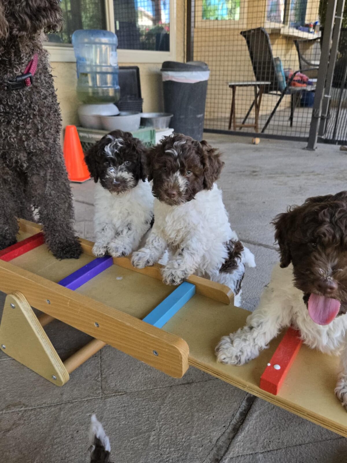 Crescendo Lagotto Romagnolo-Kennel-beNCnesCsOHcM8