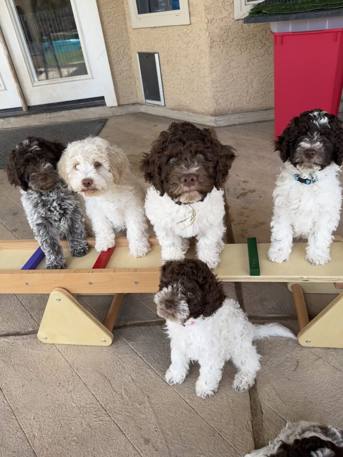Crescendo Lagotto Romagnolo-Kennel_5291