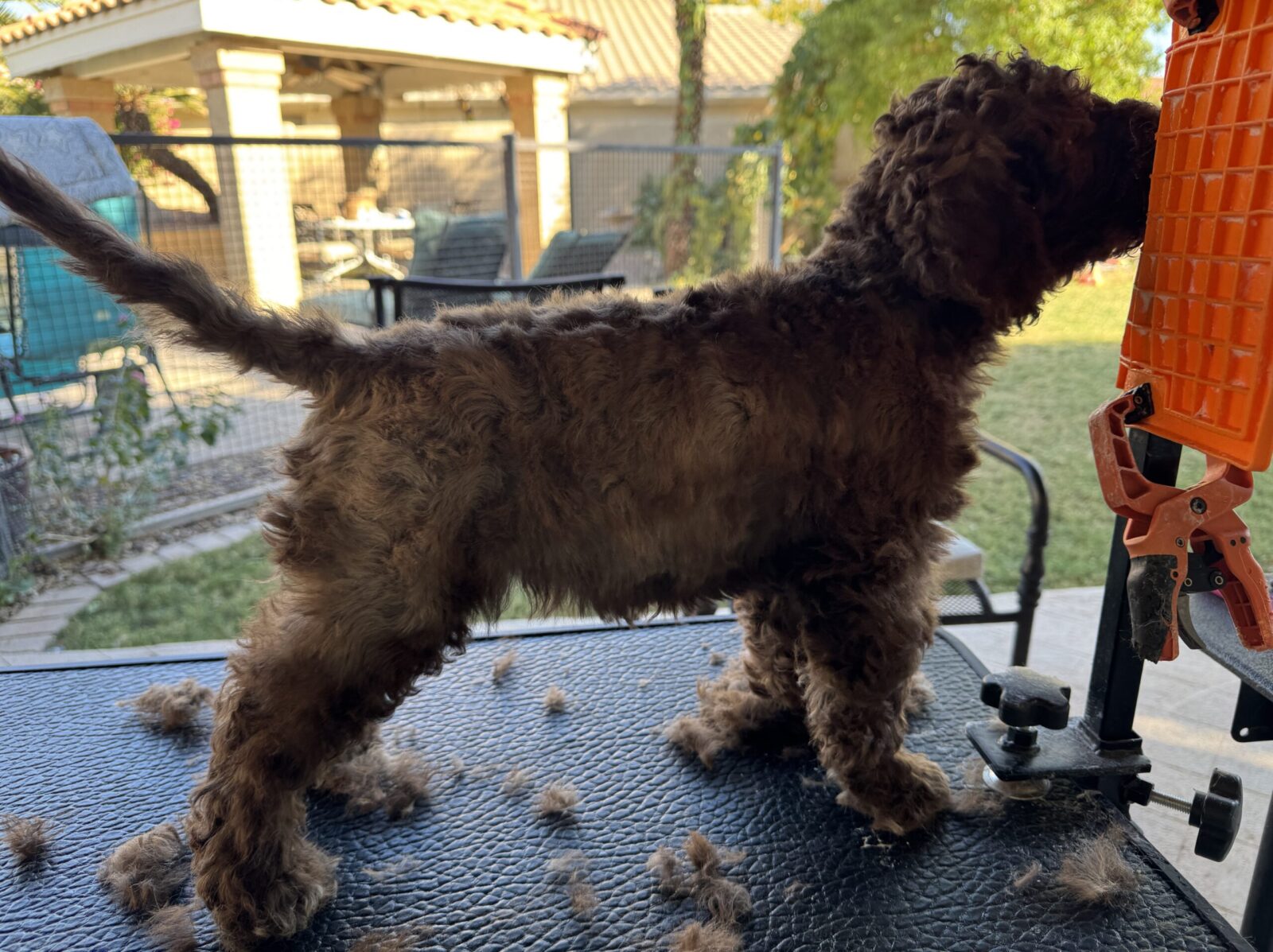 Crescendo Lagotto Romagnolo-Kennel_5728