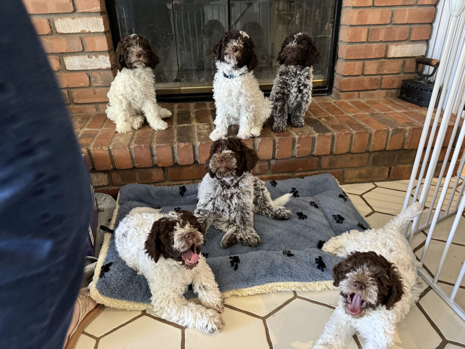 Crescendo Lagotto Romagnolo_5830
