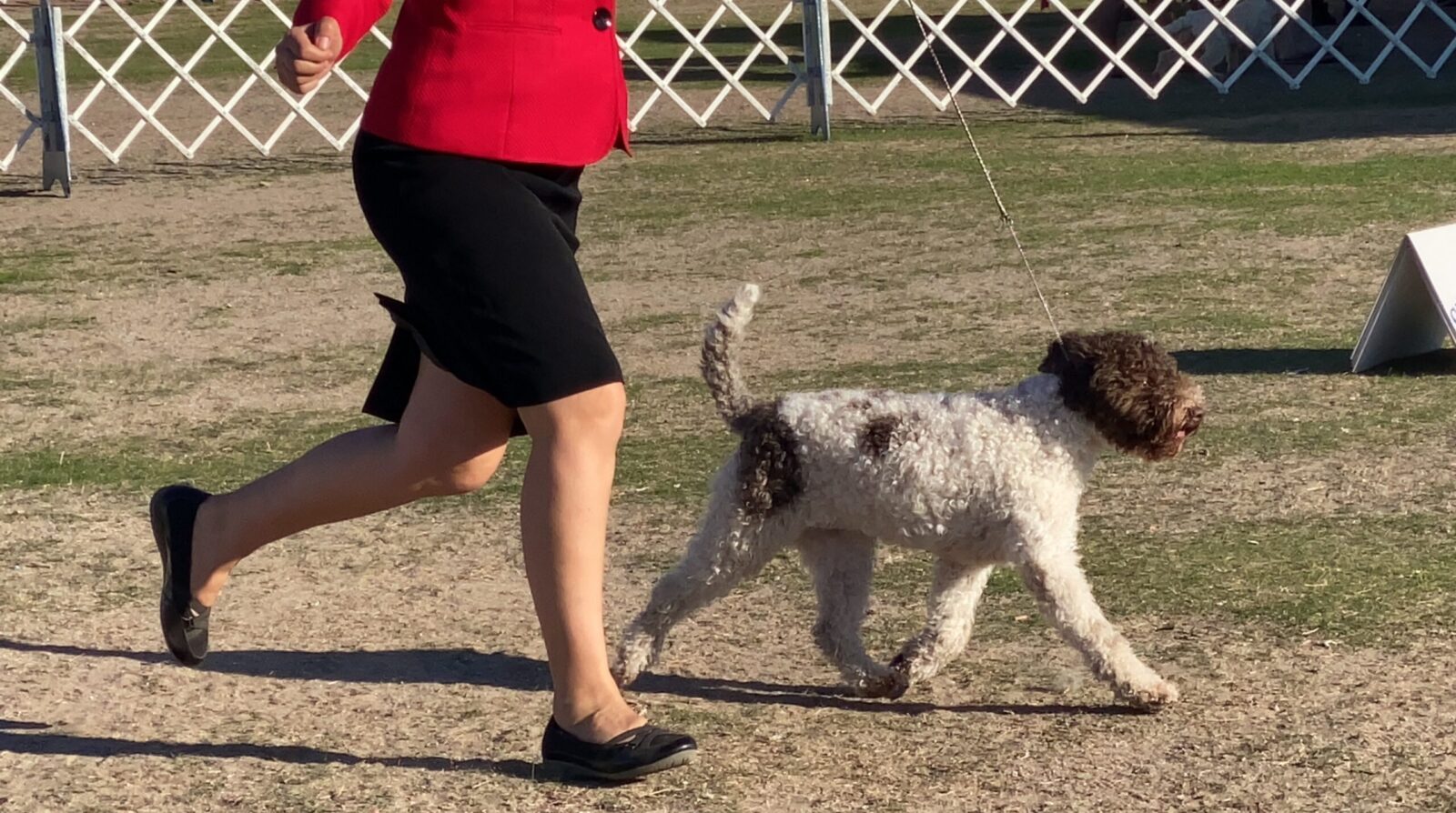 Crescendo Lagotto Romagnolo_6770