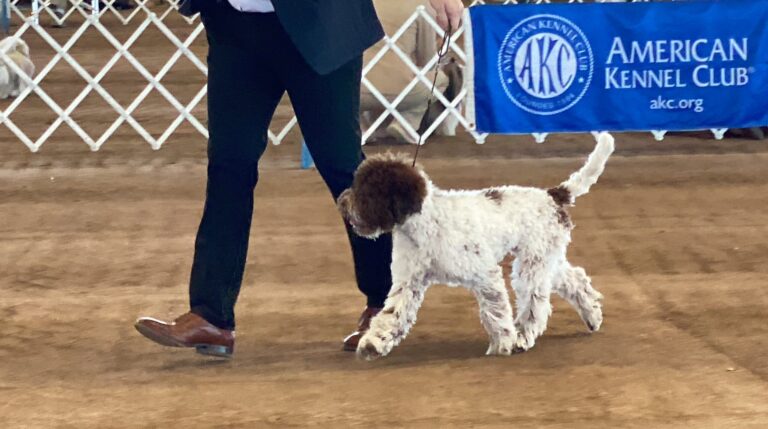 Crescendo Lagotto Romagnolo_8168