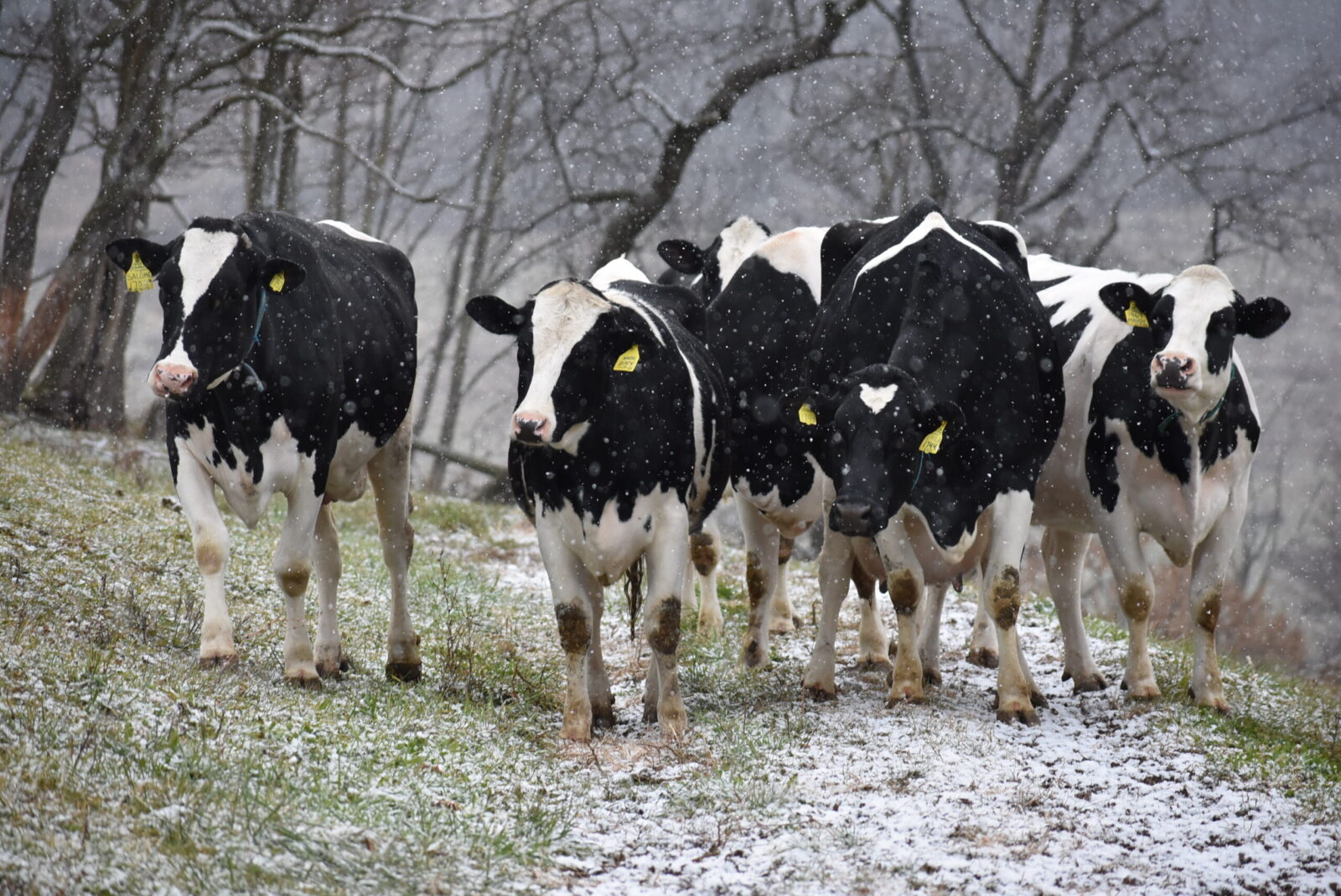 A group of black-and-white cows walking through a snowy landscape, with trees in the background and snowflakes falling.