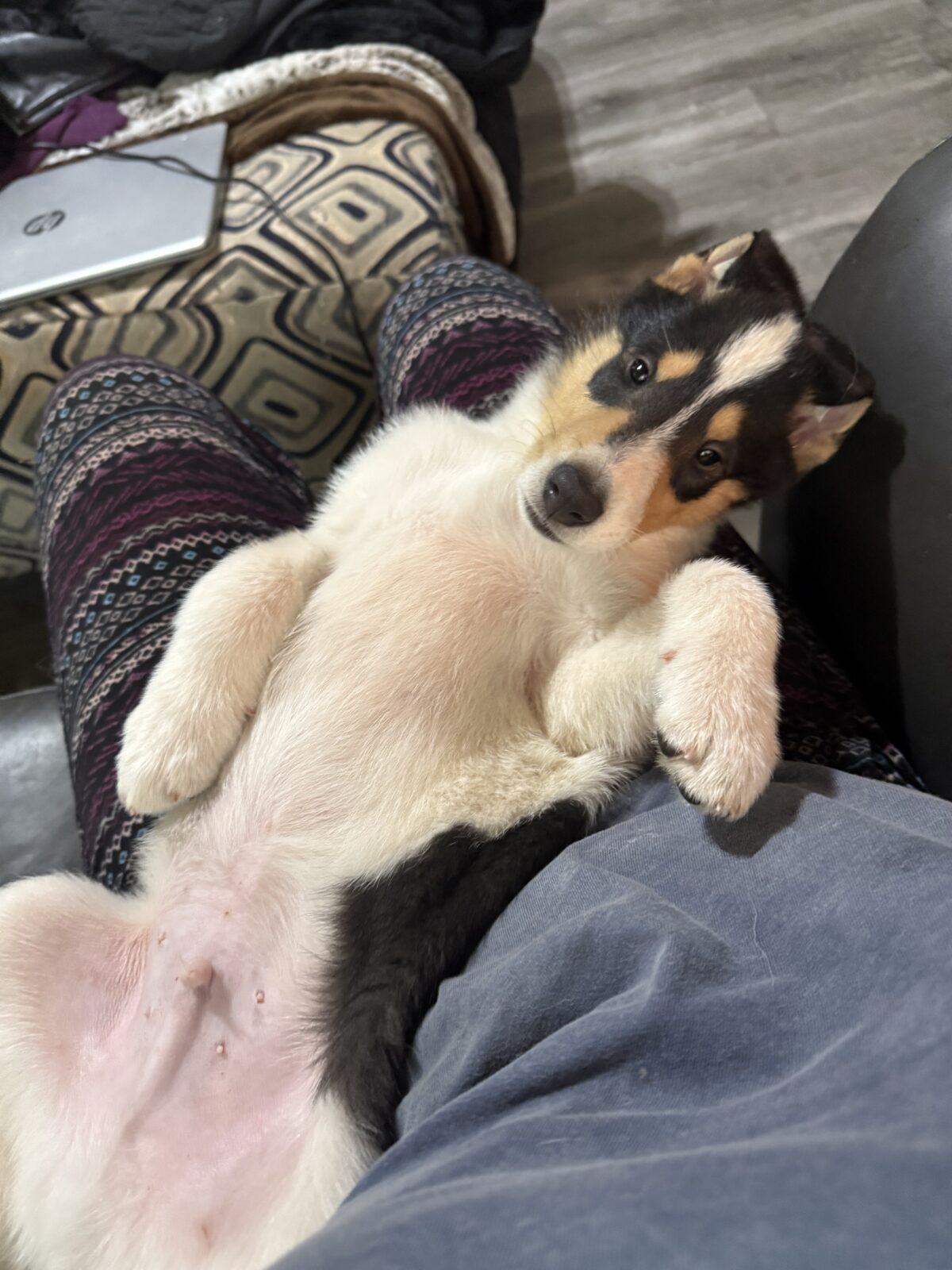A playful puppy lies on its back on a person's lap, with patterned pants and a cozy background.