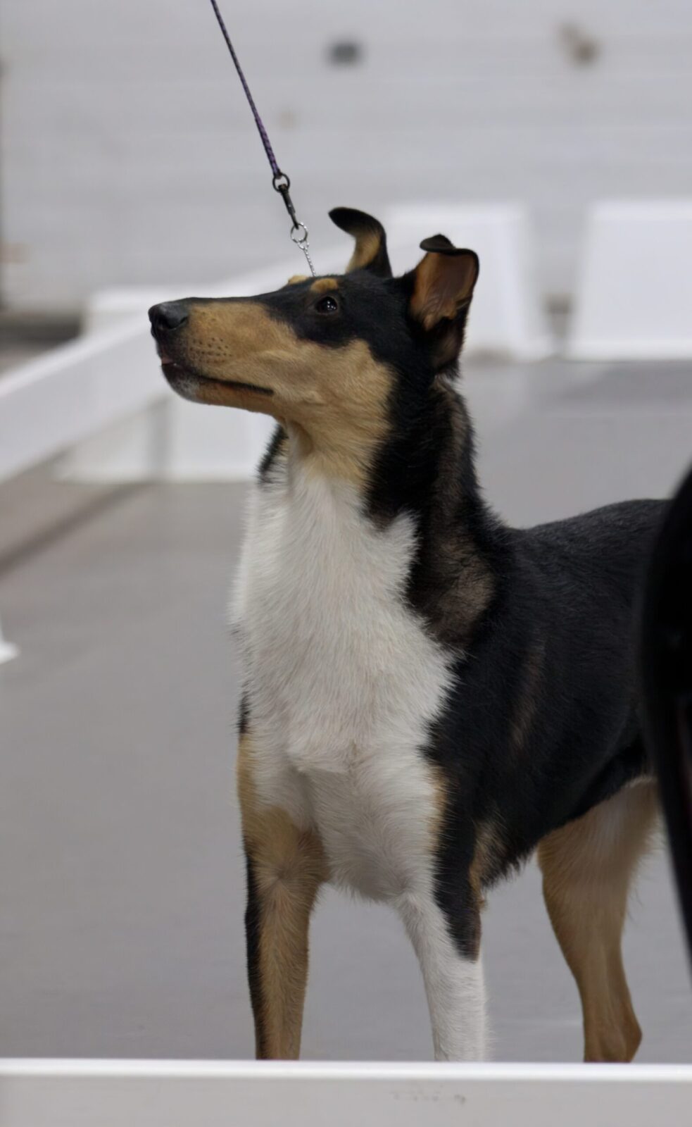 Collie with a sleek coat and alert expression, standing on a smooth surface with a leash attached.