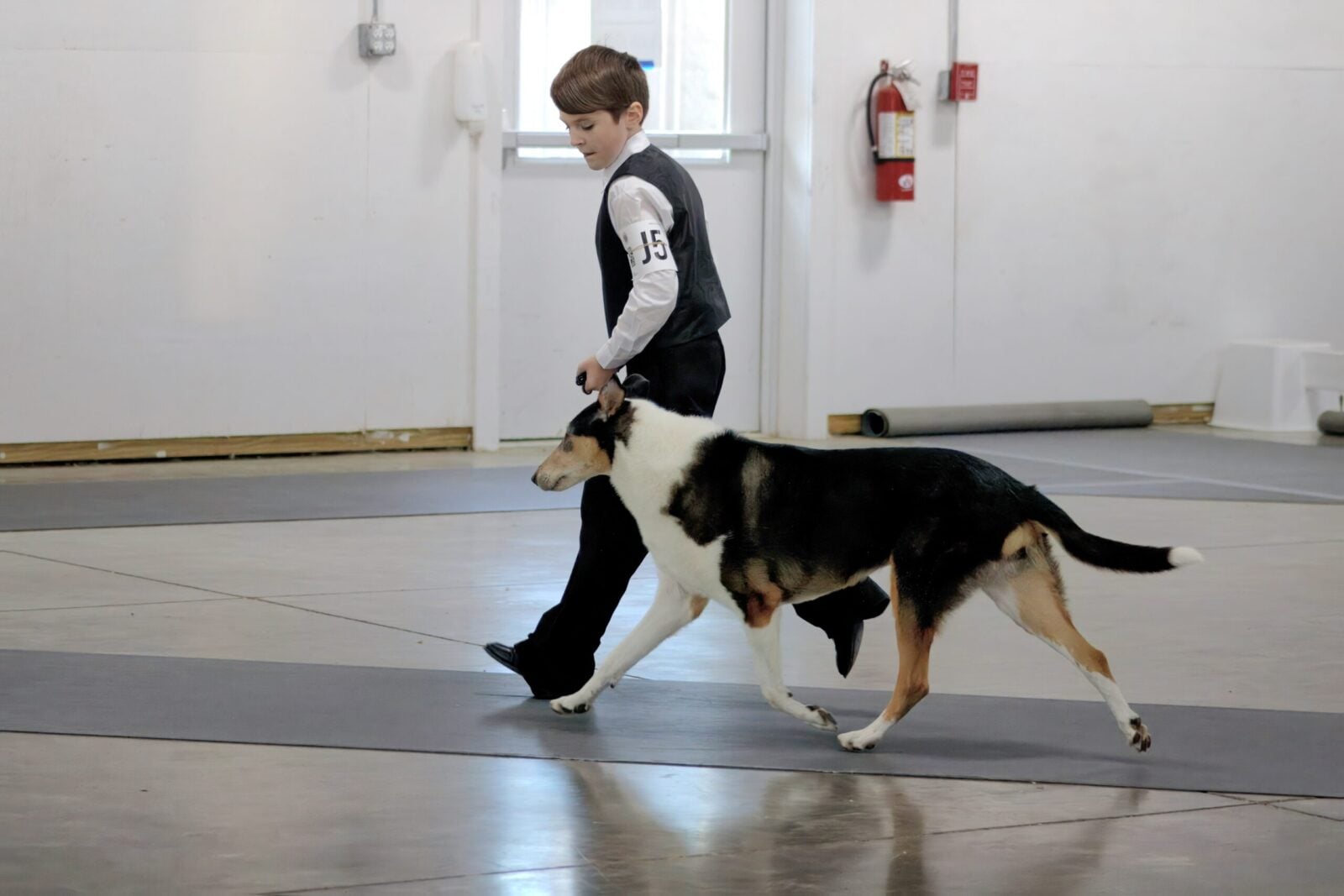 A boy in formal attire walks a collie dog on a mat in a spacious indoor setting.