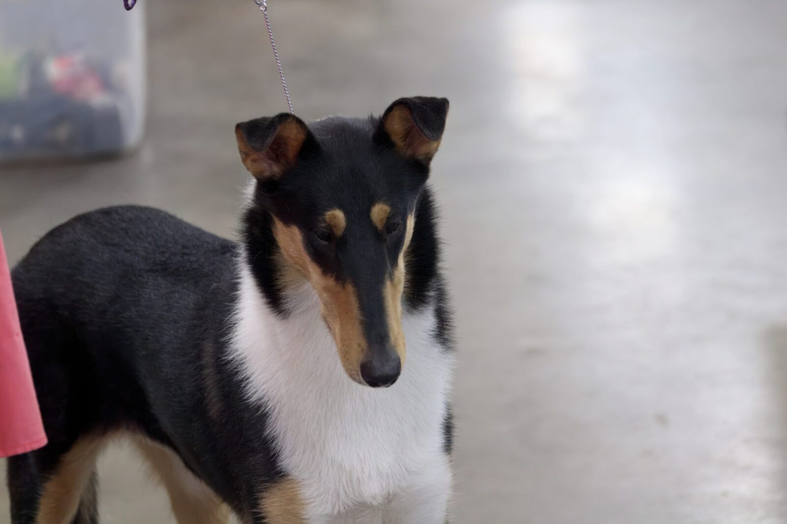A black and tan collie stands attentively on a leash, with a blurred background of a light-colored floor.