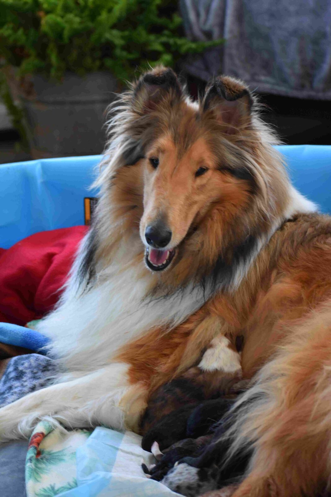 A collie lies comfortably in a blue bed, nursing her puppies on a soft blanket surrounded by colorful cushions.