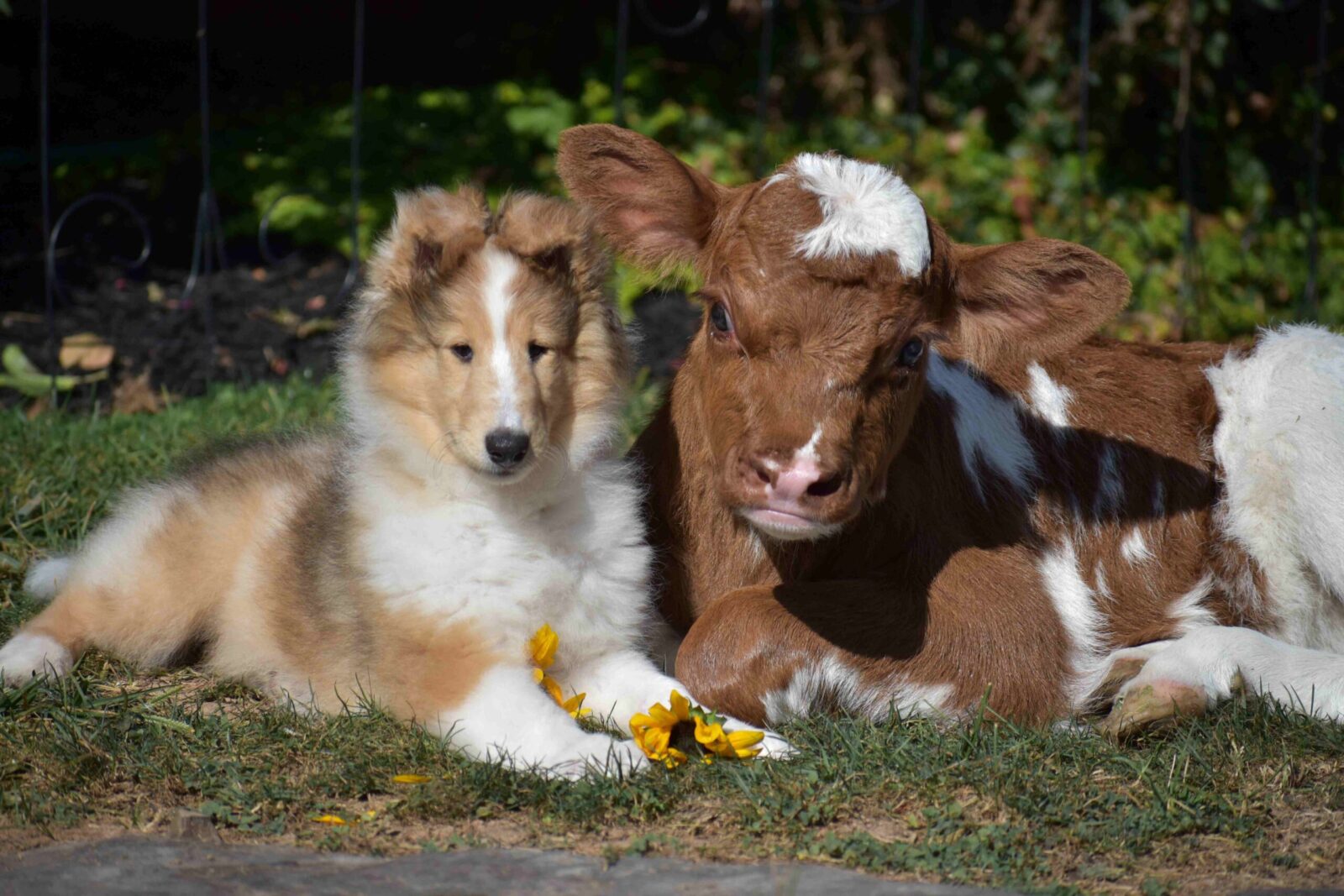 A fluffy collie puppy and a brown calf lie together on grass, surrounded by yellow flowers under bright sunlight.