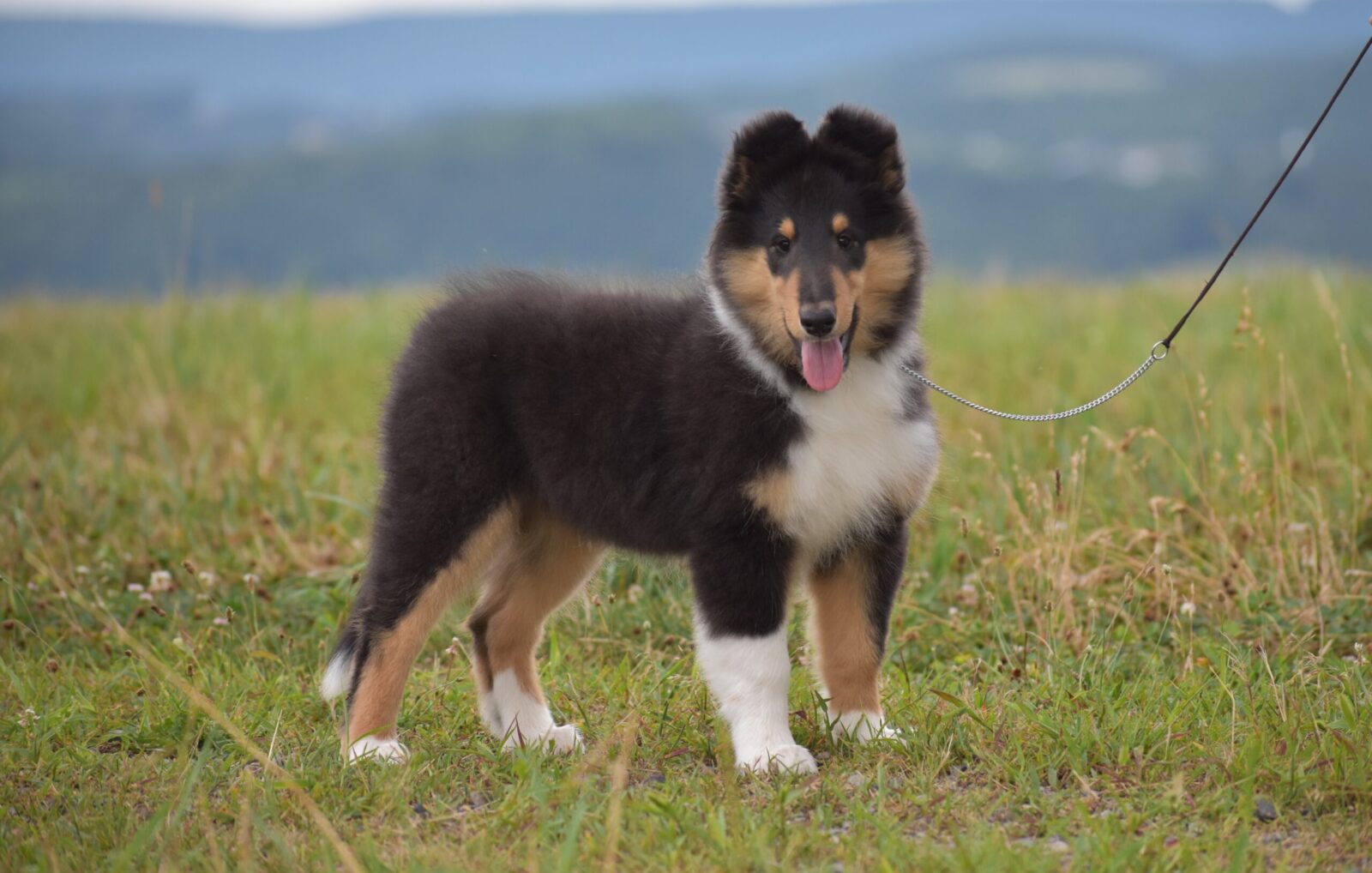Fluffy black and tan collie puppy standing on green grass, tongue out, with a scenic blurred background.