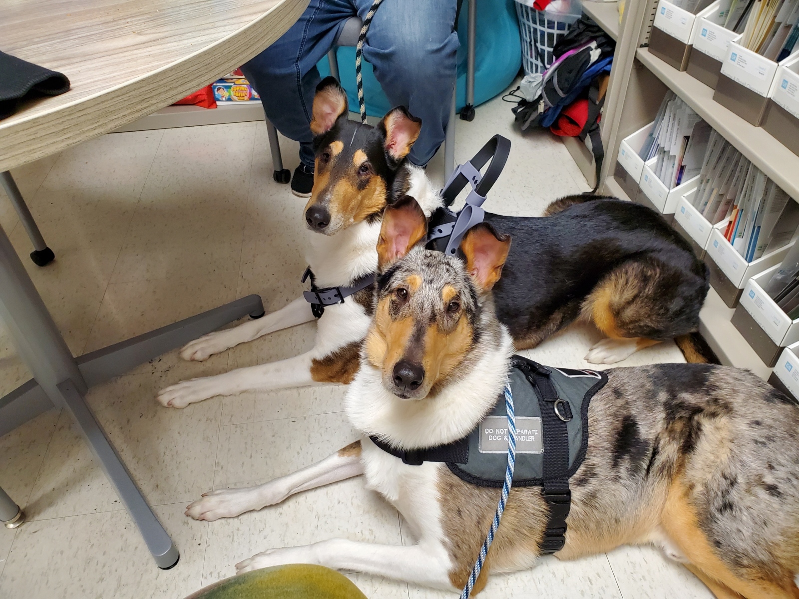 Two collies in harnesses lying on the floor beside a table, with a personβs legs visible in the background.
