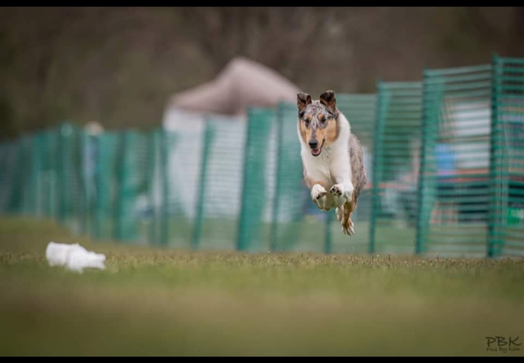 A collie leaps joyfully across a grassy field, with green fencing and blurred tents in the background.