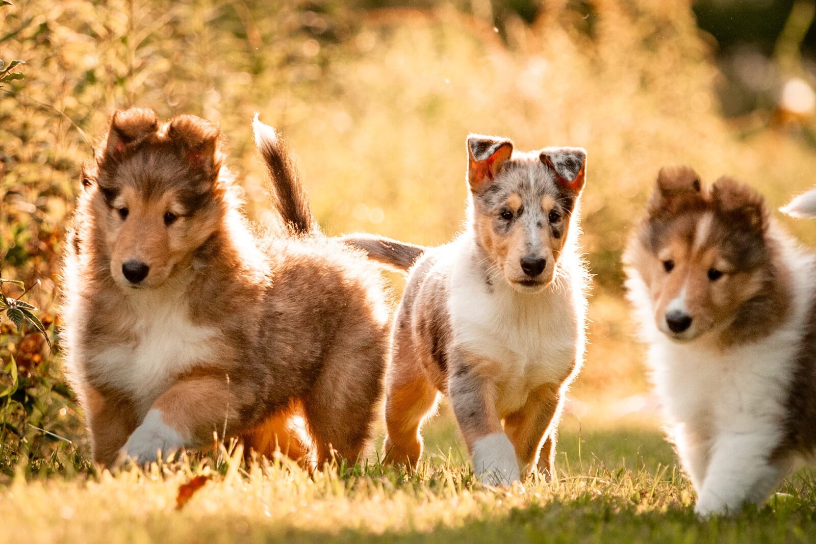 Three playful collie puppies frolic in a sunlit grassy field, surrounded by soft golden light and greenery.