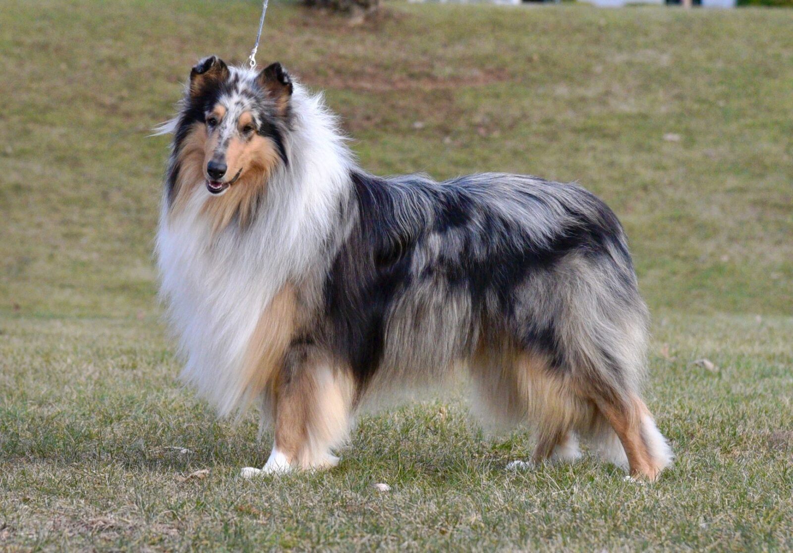 A fluffy, blue merle collie stands on green grass, looking towards the camera with a friendly expression.