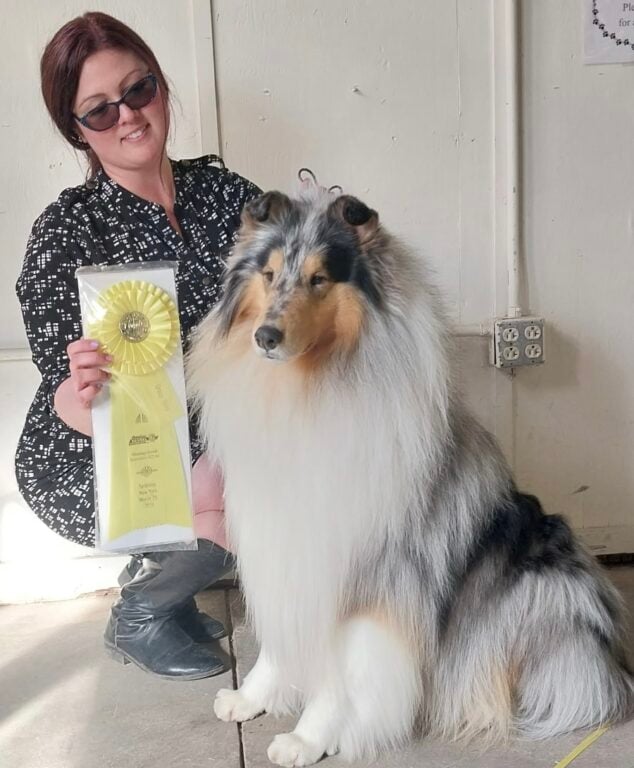 A woman in sunglasses proudly holds a yellow ribbon next to a fluffy, blue merle collie sitting beside her.