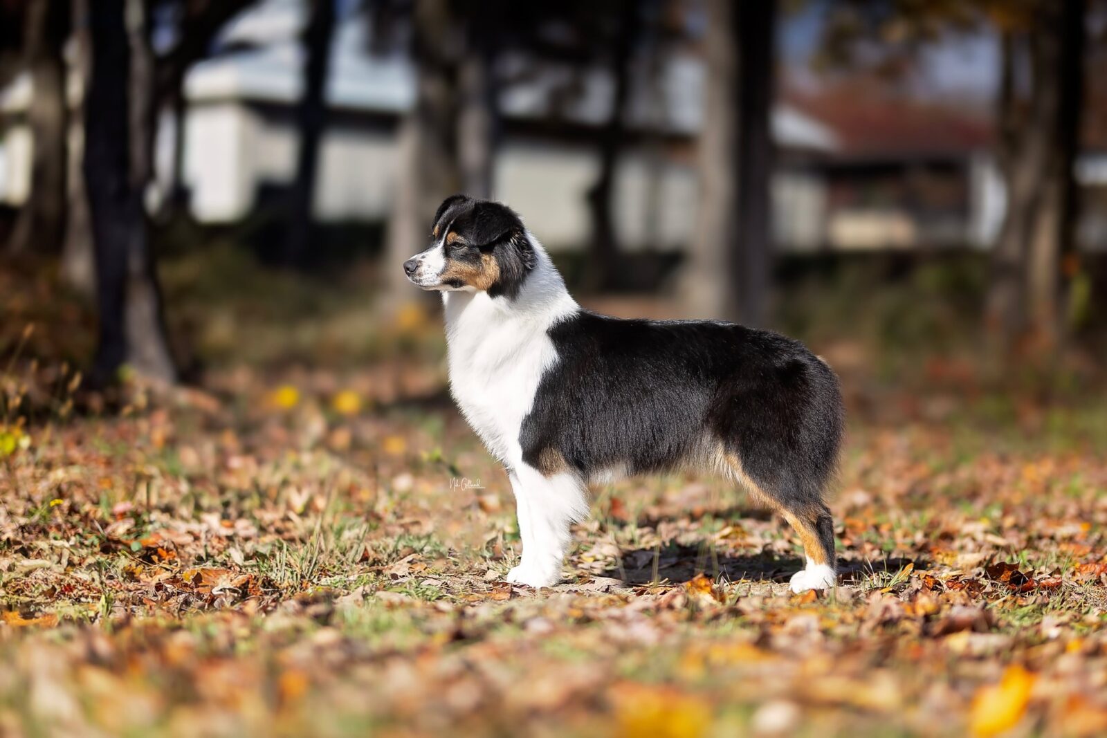 A black and white dog stands alert in a field of autumn leaves, with trees softly blurred in the background.
