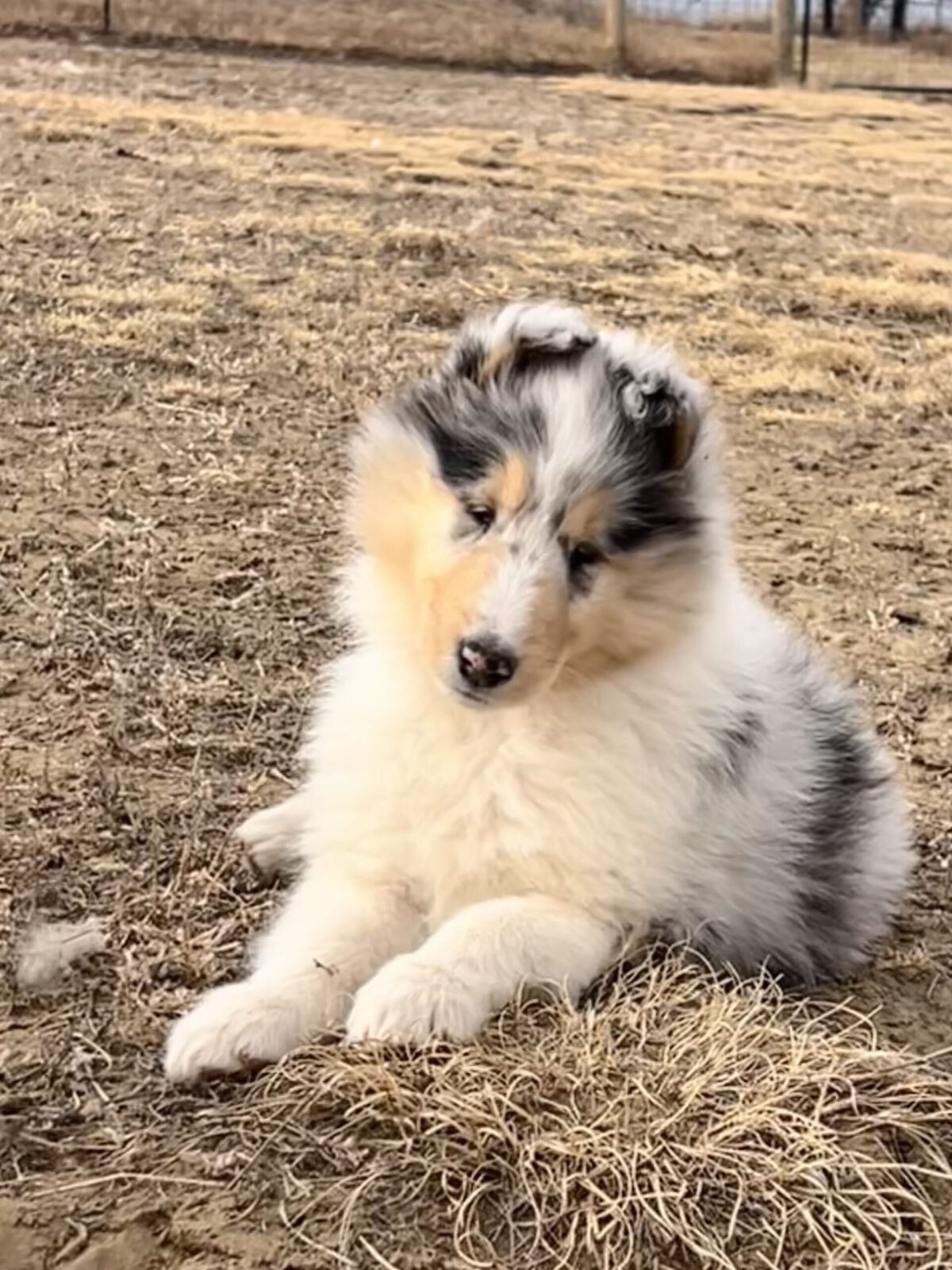 Fluffy blue merle collie puppy lying on dry grass.