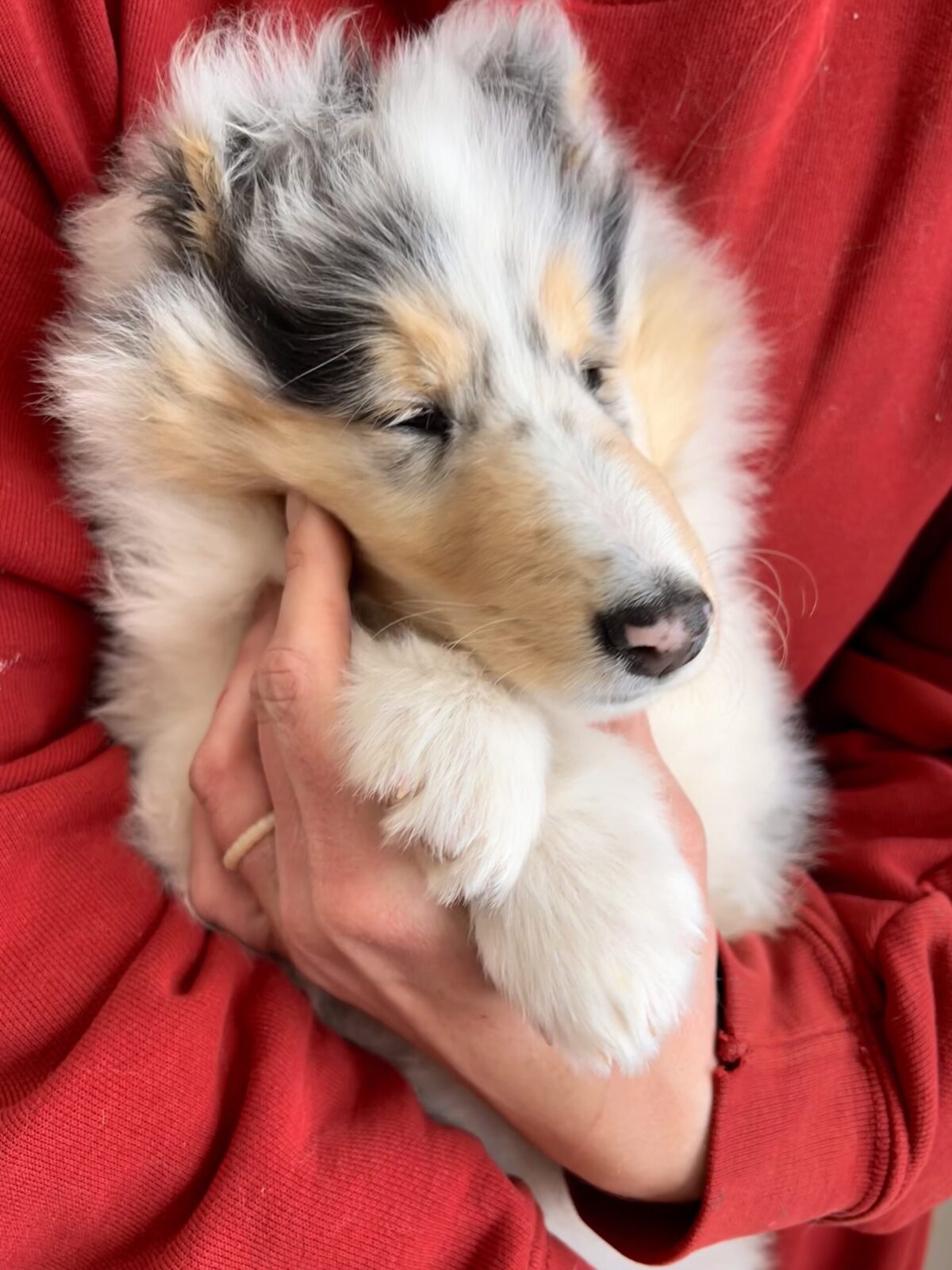 Fluffy collie puppy with blue merle and tan markings held in red sweater.