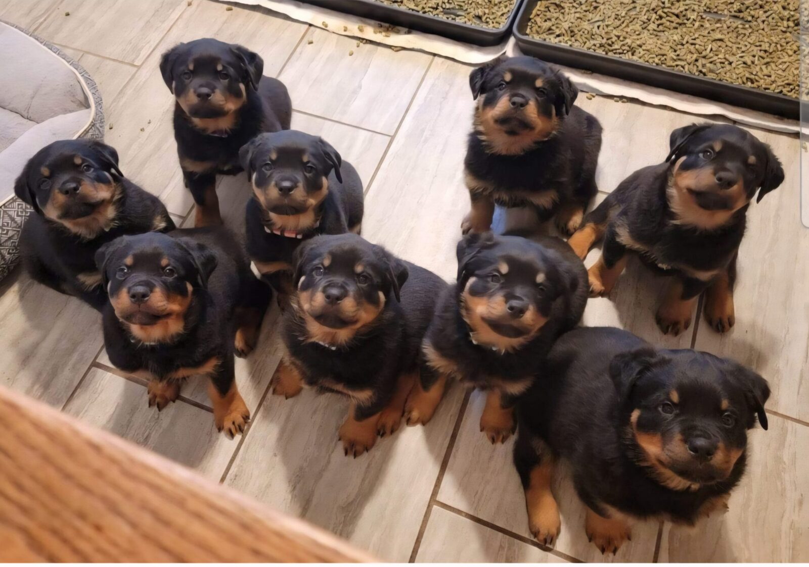 Maikeva Rottweilers Kennels puppy pen