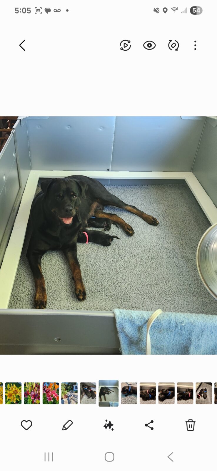 Maikeva Rottweilers Kennels whelping box