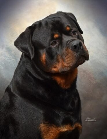 Better Breeder Directory
