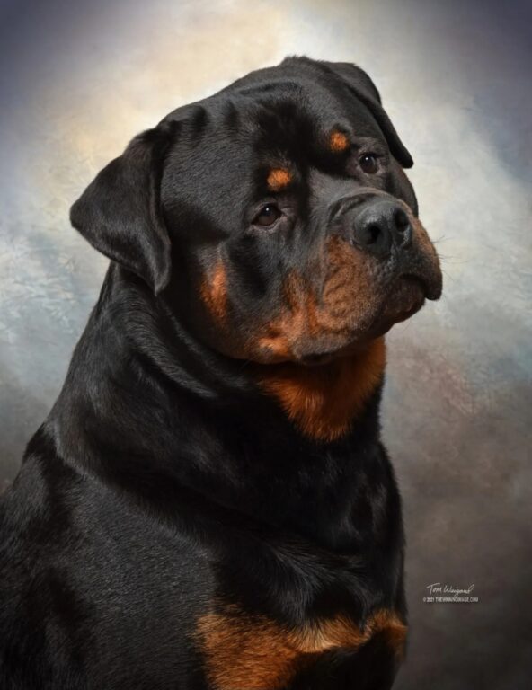Maikeva Rottweilers head study